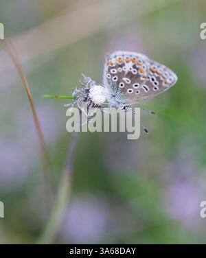 Blu comune Puktörneblåvinge Polyommatus Icarus Foto Stock