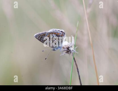 Blu comune Puktörneblåvinge Polyommatus Icarus Foto Stock