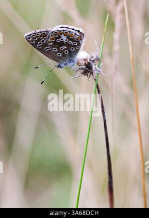Blu comune Puktörneblåvinge Polyommatus Icarus Foto Stock
