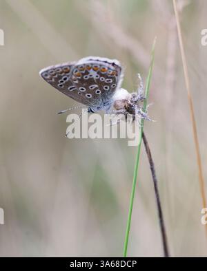 Blu comune Puktörneblåvinge Polyommatus Icarus Foto Stock