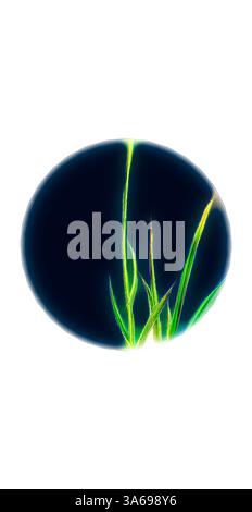 Le delicate lame verdi di erba si innalzano su uno sfondo profondo e scuro, creando un contrasto sorprendente che enfatizza la loro sottile eleganza. Arte classica con un tocco moderno reinventata da Artotop, trasformata Carex Ustulata, Sedge alpino bruciato Foto Stock