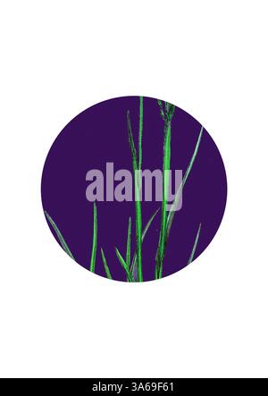 Delicate lame verdi di erba si innalzano con grazia su uno sfondo viola profondo, creando un contrasto visivo sorprendente e evocando un senso di eleganza naturale. Arte classica con un tocco moderno reinventata da Artotop, trasformata Sclerochloa Borreri, prato-erba di Borrer Foto Stock