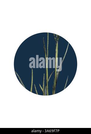 Delicate lame verdi di erba si innalzano elegantemente su uno sfondo blu profondo, creando una composizione serena e armoniosa. Arte classica con un tocco moderno reinventata da Artotop, trasformata Sclerochloa Borreri, prato-erba di Borrer Foto Stock