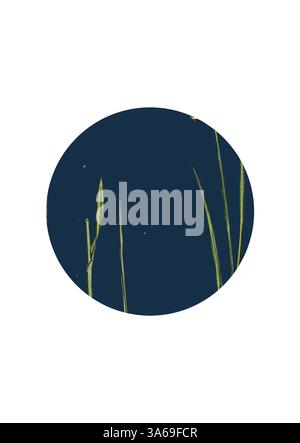 Delicate lame verdi di erba si innalzano su uno sfondo scuro, incorniciate da un profilo circolare, evocando un senso di tranquillità e semplicità. Arte classica con un tocco moderno reinventata da Artotop, trasformata Melica Nutans, annuendo Melic-Grass Foto Stock