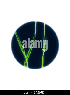 Le delicate lame verdi di erba si innalzano elegantemente su uno sfondo profondo e contrastante, formando una composizione circolare accattivante. Arte classica con un tocco moderno reinventata da Artotop, trasformata Phleum Alpinum, Alpine Timothy-Grass Foto Stock