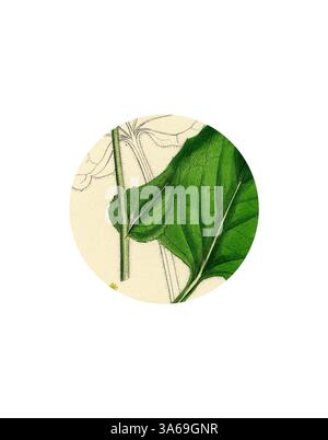Un'illustrazione dettagliata di foglie verdi e uno stelo, che mostra le texture e i contorni naturali del fogliame su uno sfondo chiaro. Arte classica con un tocco moderno reinventata da Artotop, trasformata Doronicum Pardalianches Great Leopard's-Bane Foto Stock