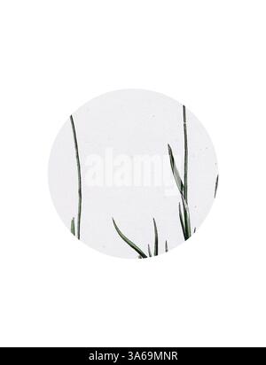 Le delicate lame verdi di erba si innalzano con grazia su uno sfondo testurizzato, creando un'estetica serena e minimalista. Arte classica con un tocco moderno reinventata da Artotop, trasformata in erba alpina di Poa Foto Stock