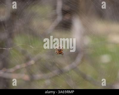 La fotografia mostra un ragno incrociato appeso alla sua ragnatela. Ha un corpo massiccio e peloso e lunghe gambe articolate. Lo sfondo è sfocato e grigio Foto Stock