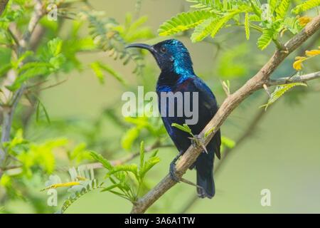 Purple Sunbird (Cinnyris asiaticus), maschio arroccato in un cespuglio, Ranthambhore National Park, Rajasthan, India. Foto Stock