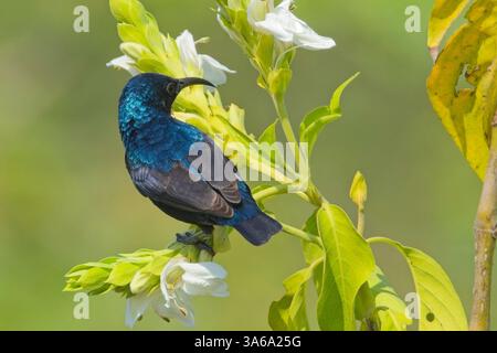 Uccello porporpora (Cinnyris asiaticus), maschio che si nutre di fiori, parco nazionale di Ranthambhore, Rajasthan, India. Foto Stock