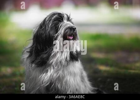 Primo piano di un terrier dog tibetano all'aperto Foto Stock