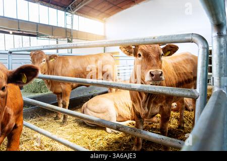 Mucche Jersey in un fienile in un allevamento di bestiame Foto Stock
