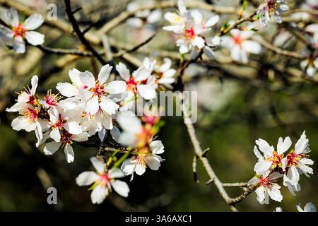 La delicata fioritura delle mandorle in un giorno di sole primaverili. I petali bianchi con centro rosa contrastano splendidamente con lo sfondo verde sfocato Foto Stock