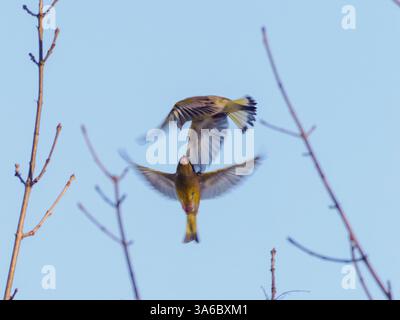 Due uccelli volanti di verde europeo o Chloris chloris sullo sfondo blu del cielo. Lotta di due maschi di verdaino europeo o Chloris chloris comune verdaino songbird in aria. Concetto di birdwatching Foto Stock