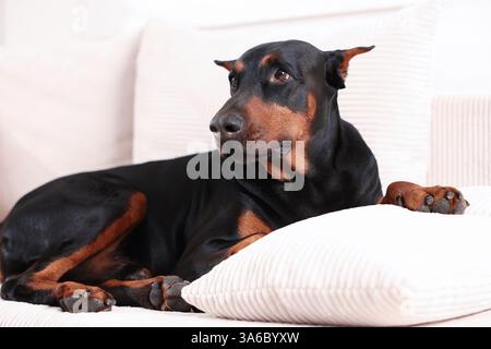 Adorabile Doberman che riposa sul divano di casa Foto Stock
