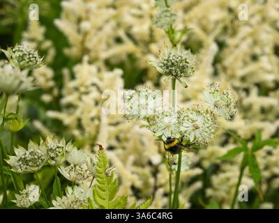 Primo piano di Astrantia Snow Star Flowers & White-tailed Bumble bee (Bombus lucorum) - giardino inglese ecologico, West Yorkshire, Inghilterra Regno Unito. Foto Stock
