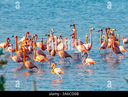 Un gregge di fenicotteri americani (Phoenicopterus ruber) che si forgia in un lago. Cuba. Foto Stock