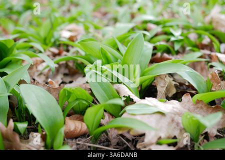 I primi scatti di aglio selvatico appaiono all'inizio della primavera da vicino. La crescita del giovane Ramson porro selvatico Barlauch a Potzleinsdorfer Schlosspark a Vienn Foto Stock