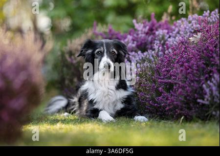 Collie di bordo Foto Stock