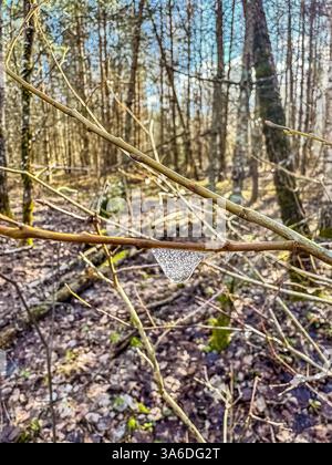 Ragnatela coperta di rugiada sulla diramazione in foresta, foto macro naturalistiche, luce mattutina. Foto di alta qualità Foto Stock