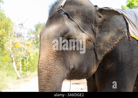 Primo piano della testa dell'elefante. Parco pubblico sull'isola di Orchid in Vietnam, Nha Trang. Lenka, elefante domato, non guarda. Messa a fuoco selettiva. Foto Stock