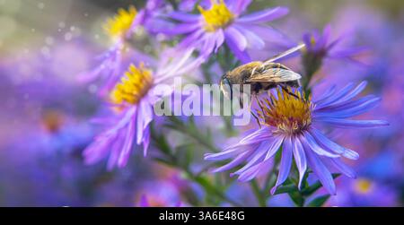 Un'ape, un insetto si siede su fiori viola-rosa. Sfondo per una bellissima cartolina. Immagine sfocata, messa a fuoco selettiva Foto Stock