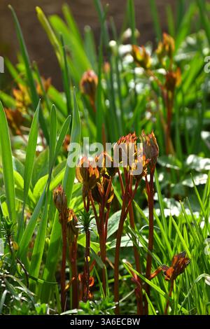 Giardino primaverile con il rosso giovane fogliame di peonie e i freschi germogli verdi marciano nel Regno Unito Foto Stock