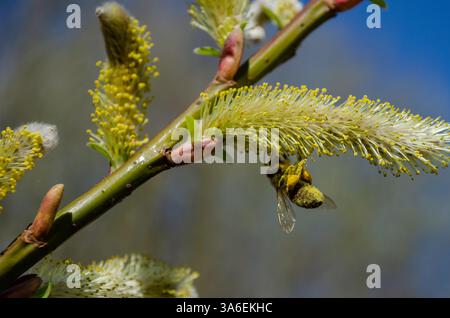 Le api mellifere tolgono il polline dalle zampe posteriori, il polline dell'alveare mellifero Foto Stock