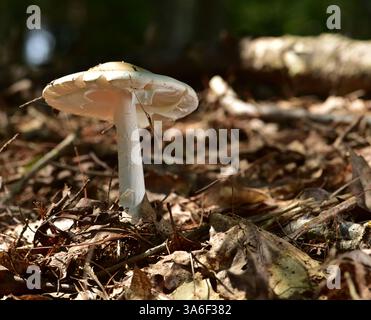 Distruggendo Angel (Amanita virosa, la specie europea, non si trova in N.A. A. sporigera è una varietà di funghi mortali che danneggia il fegato e il capretto Foto Stock