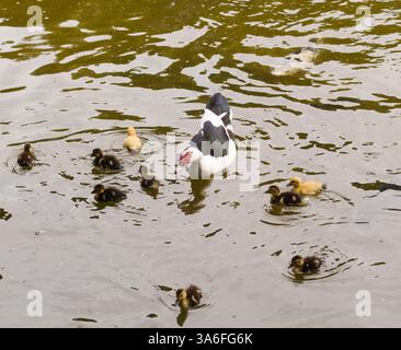 Anatra moscovita con anatre in un laghetto del parco con carpe koi Foto Stock
