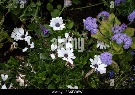 Margherite bianche nel giardino di Monet in un giorno d'estate a Giverny, in Francia. Foto Stock