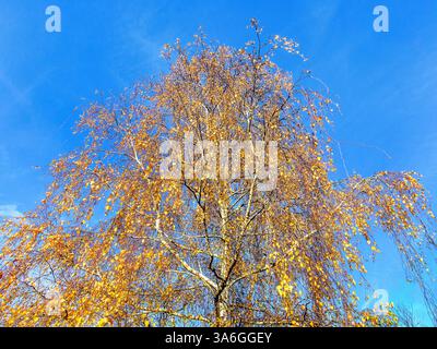 Betulla d'argento alta (Betula pendula) con fogliame dorato tardo autunno - Francia centrale. Foto Stock
