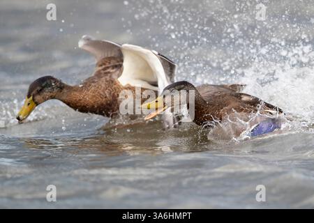 Due maschi adulti (Anas platyrhynchos) in piumaggio non riproduttivo (eclissi plumage) che si inseguono in acqua Foto Stock