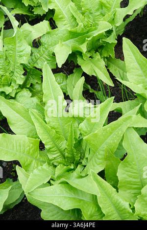 Celtuce, Lactuca sativa, lattuga staminale, lattuga di sedano, lattuga di asparagi, lattuga cinese, piante giovani alla fine della primavera Foto Stock