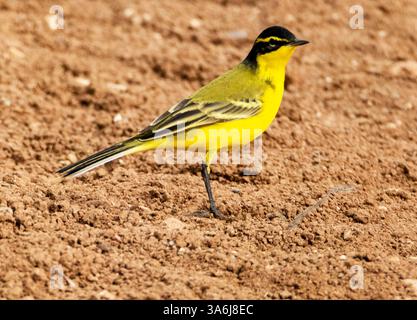 Coda di cavallo gialla occidentale (Motacilla flava) Cipro Foto Stock