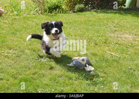 piccolo cucciolo di border collie che gioca in giardino Foto Stock