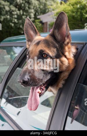 Il giovane cane pastore tedesco è appeso alla testa fuori dal finestrino dell'auto Foto Stock