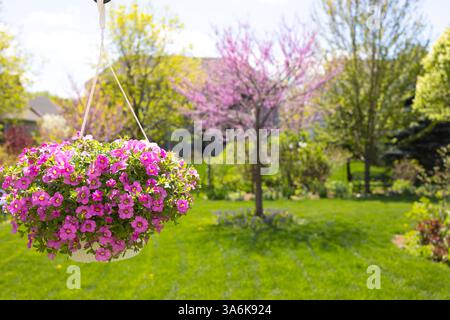 Niente grida più di un cesto appeso di milioni di campane, pieno di minuscola fucsia, calibrachoa rosa e petunie vivaci Foto Stock