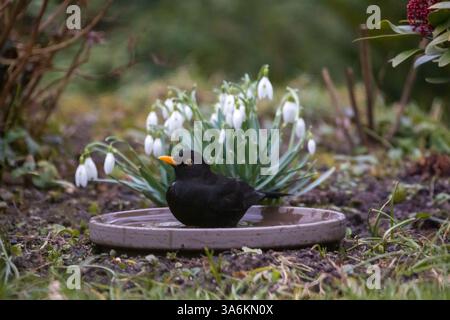 un uccello nero maschio in una ciotola d'acqua sullo sfondo con gocce di neve Foto Stock