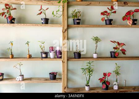 Philipsburg Sint St. Saint Maarten, passeggiata sul lungomare, negozio interno, piante in vendita, piante d'appartamento giardinaggio al coperto, piante decorative in vaso, scaffali per negozi al dettaglio, PL Foto Stock