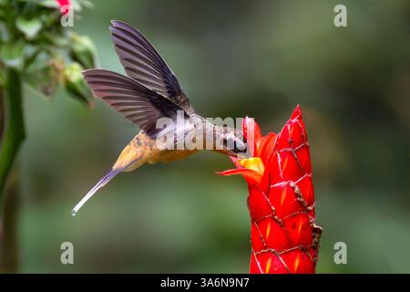 Eremita dalle panciute di Tawny (Phaethornis syrmatophorus) che beve nettare da un fiore di zenzero, vicino a Cali, Colombia Foto Stock