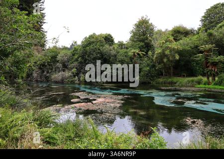 Hamurana è un insediamento e un'area di sorgenti naturali sul lato settentrionale del lago Rotorua, nella regione Bay of Plenty dell'Isola del Nord della nuova Zelanda Foto Stock