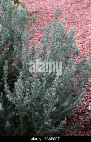 Sea Rosemary o Rosemary Everlasting, Ozothamnus rosmarinifolius "Silver Jubilee", Asteraceae. Australia sudorientale. E' un arbusto sempre dritto. Foto Stock