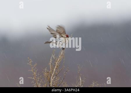 Un rosspoll comune (Acanthis flammea) in primavera nevicata. Foto Stock
