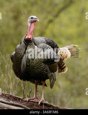 Maschio tacchino selvatico (Melagris gallopavo) in piedi su un tronco Foto Stock
