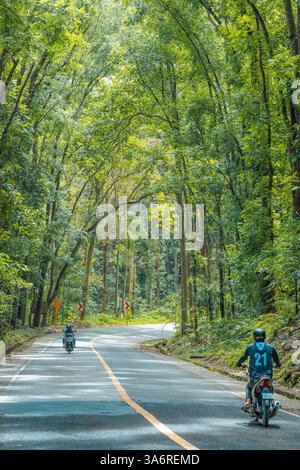 Incantevole foresta artificiale di Bilar a Bohol: Una panoramica tettoia di alberi di mogano con strade serpentine, perfetta per gli amanti della natura e i viaggi su strada Foto Stock
