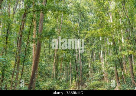 Incantevole foresta artificiale di Bilar a Bohol: Una panoramica tettoia di alberi di mogano con strade serpentine, perfetta per gli amanti della natura e i viaggi su strada Foto Stock