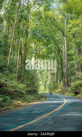 Incantevole foresta artificiale di Bilar a Bohol: Una panoramica tettoia di alberi di mogano con strade serpentine, perfetta per gli amanti della natura e i viaggi su strada Foto Stock