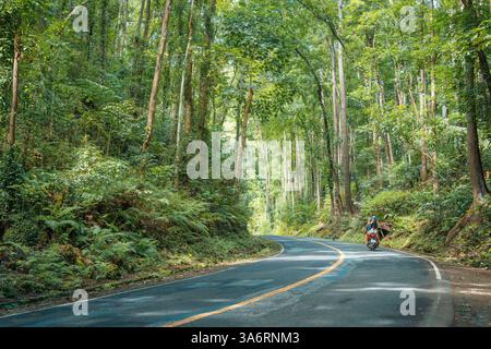 Incantevole foresta artificiale di Bilar a Bohol: Una panoramica tettoia di alberi di mogano con strade serpentine, perfetta per gli amanti della natura e i viaggi su strada Foto Stock