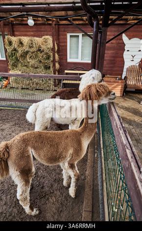 Due alpaca pelosi in una penna allo zoo Foto Stock